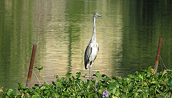 Crane near river